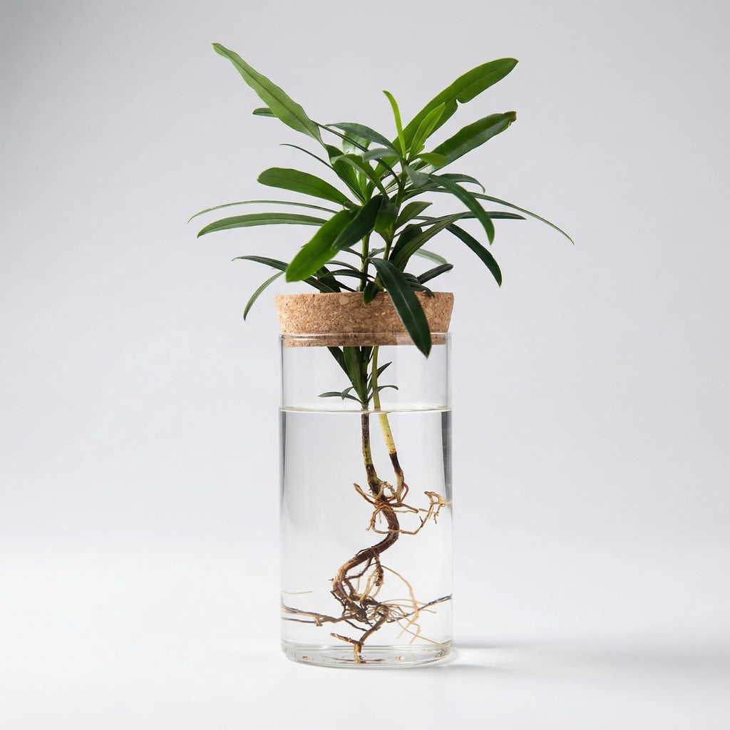 Rootvista - Cylindrical Desktop Hydroponic Planter- Desktop Plant Propagation
