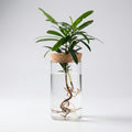 Rootvista - Cylindrical Desktop Hydroponic Planter- Desktop Plant Propagation