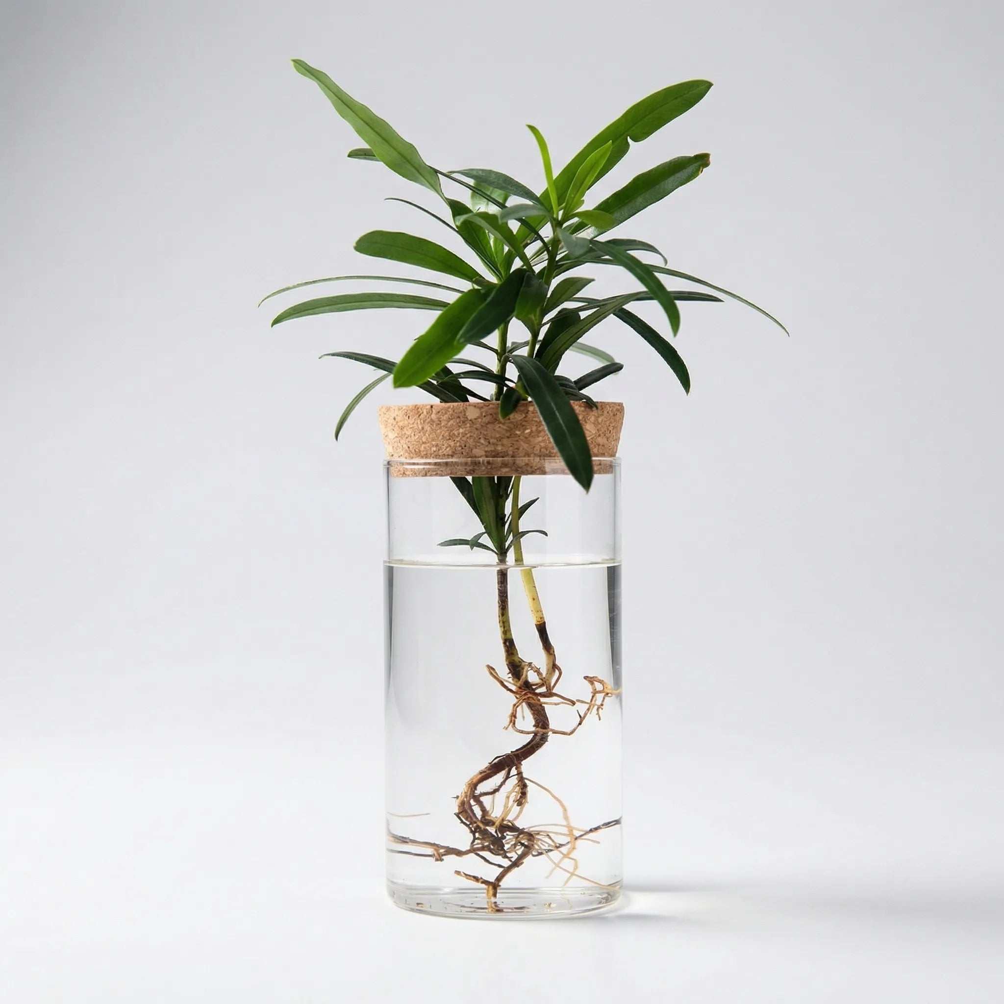 Rootvista - Cylindrical Desktop Hydroponic Planter- Desktop Plant Propagation